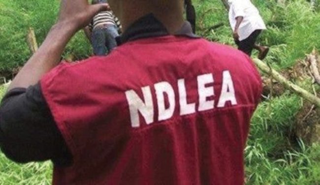 NDLEA arrested fugitive drug lord Uzoma Valentine Ilomuanya in Lagos, ending his 15-year evasion of justice in Nigeria and the UK.