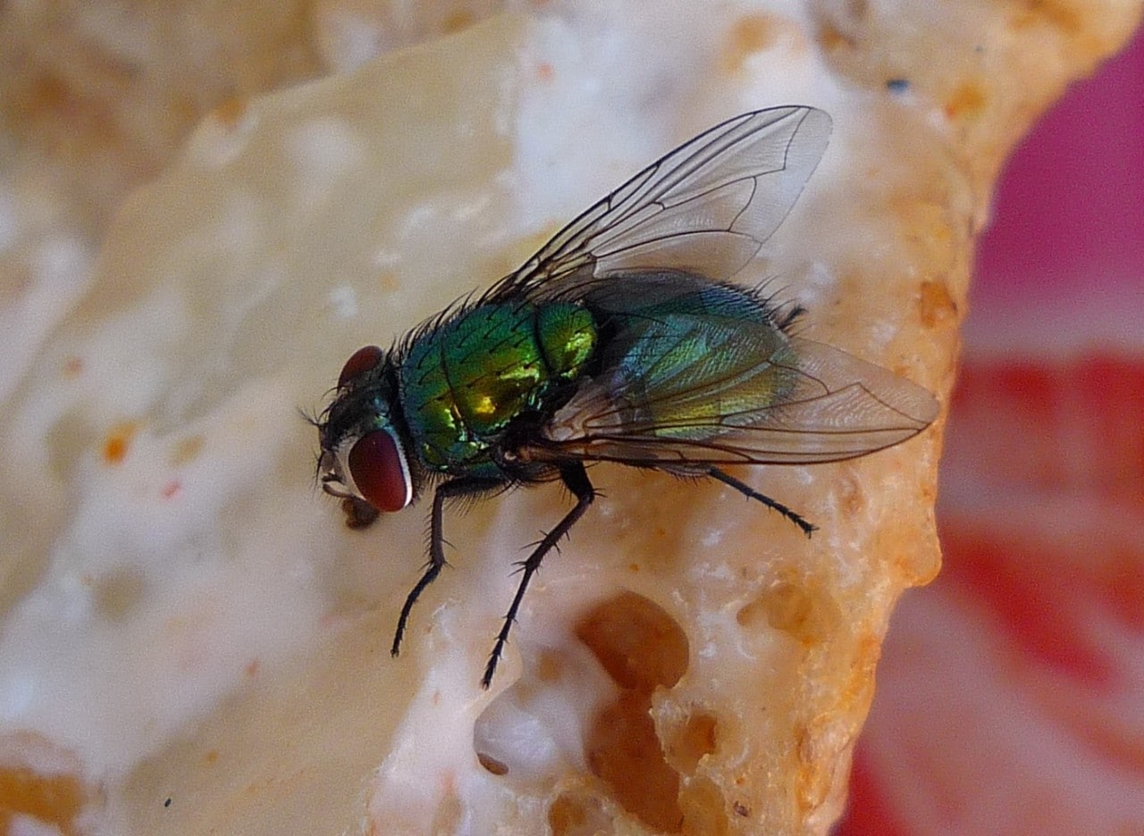 Fly on food