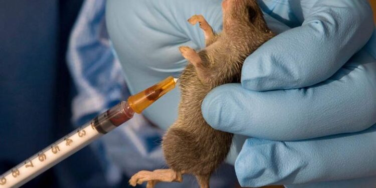 Lassa fever