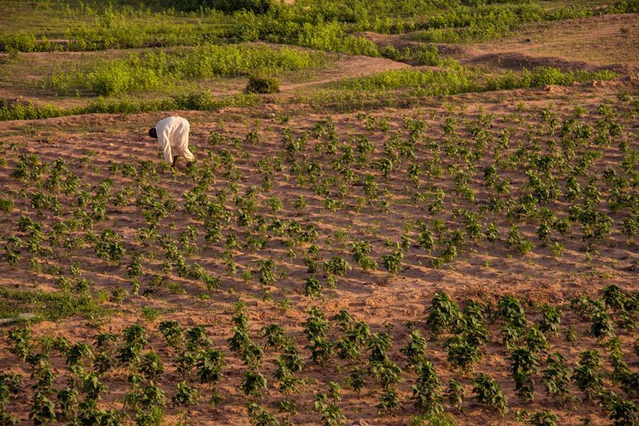 Farmers planting food seed