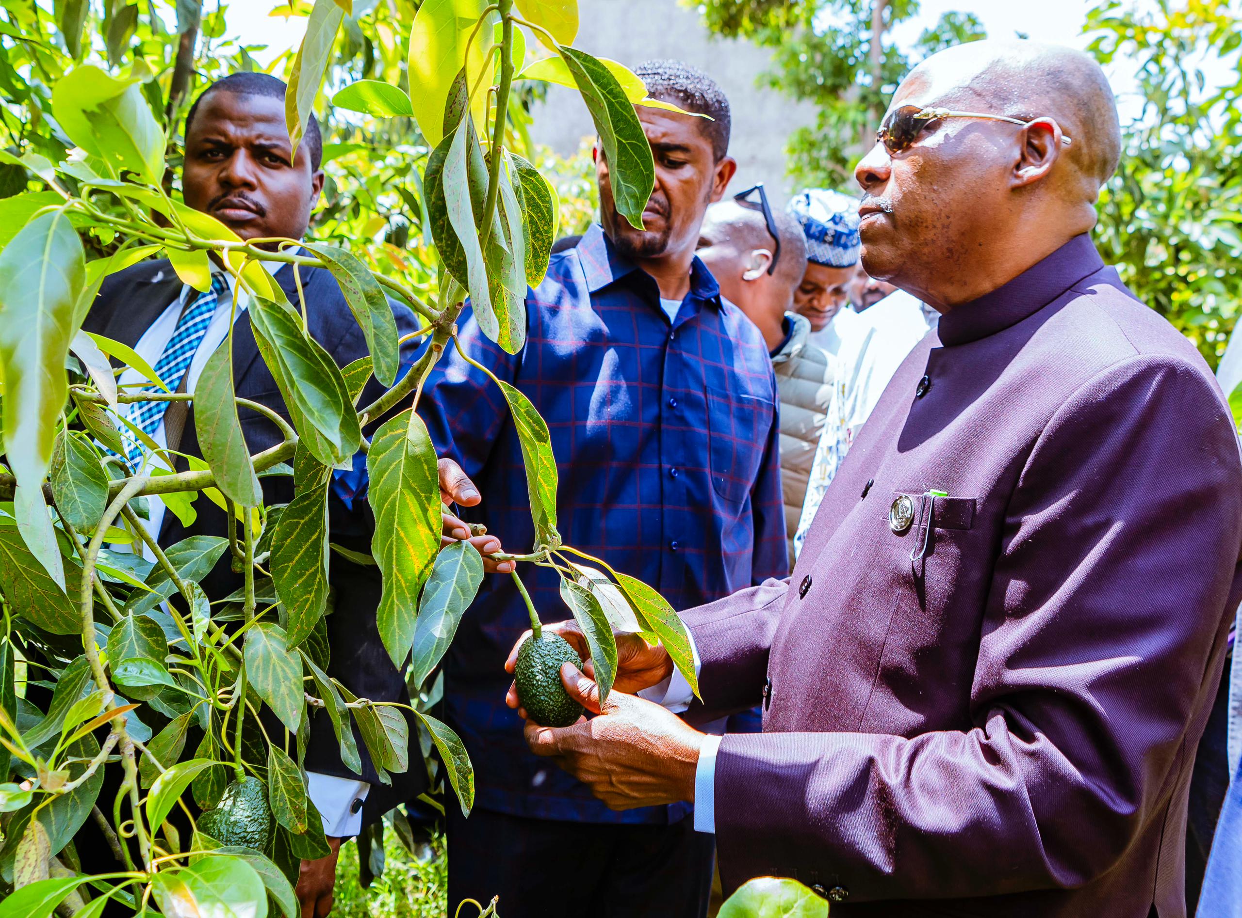 Nigeria to launch tree-planting campaign next season, says Shettima