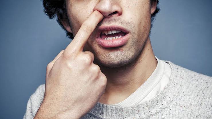 A team of Australian scientists has uncovered early evidence that damage inside the nose, potentially from habitual nose picking, may give harmful bacteria a direct route