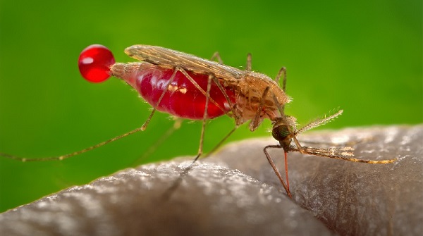 Nigeria’s battle against malaria has received a fresh boost, as the Global Fund confirmed an additional $500 million allocation for 2024-2026, complementing