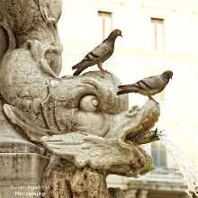 Rome mayor cracks down on ‘Pigeon Lady’ after residents complain of filth