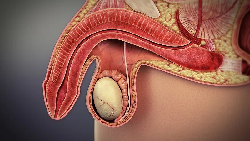 Is it erectile dysfunction