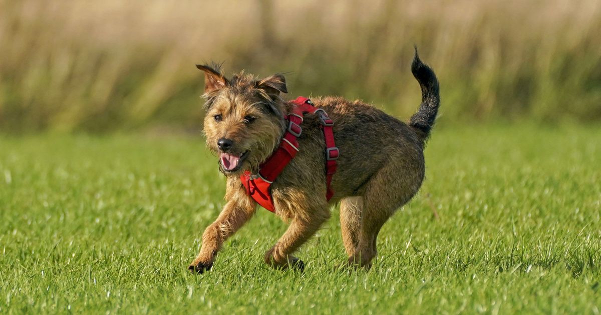 Scotland approves new dog theft law with up to five years in jail