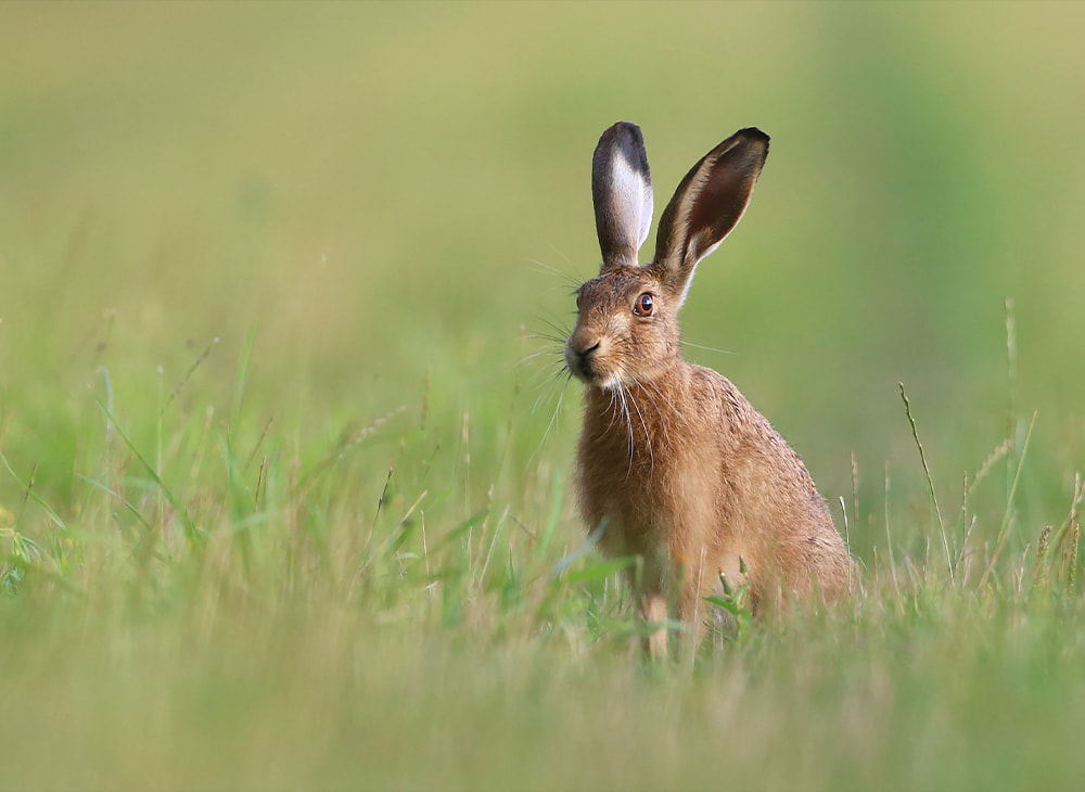 Hare shooting to be banned in England as govt unveils animal welfare reforms